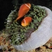 anemomonefish_maldivian_maa_nari_v_0184_mal3612.jpg